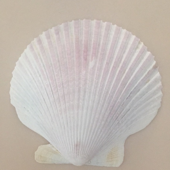 6 seashells for beachy decorating/ decor - Picture 8 of 8